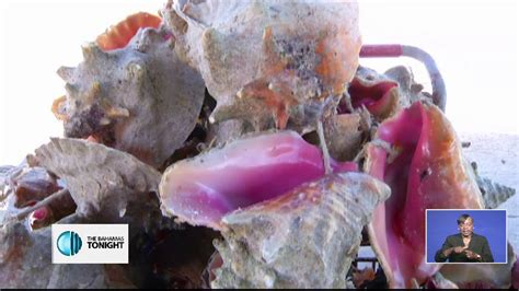 Conch Conservation: Ensuring the Future of this Symbolic Delicacy