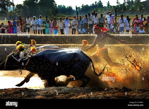 Confronting a Bull: An Exhilarating Undertaking Unveiled