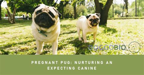 Connecting Dreams of Canine Birth with Motherhood and Nurturing