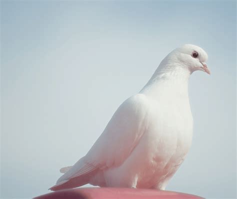 Connecting White Doves to Spiritual and Religious Beliefs