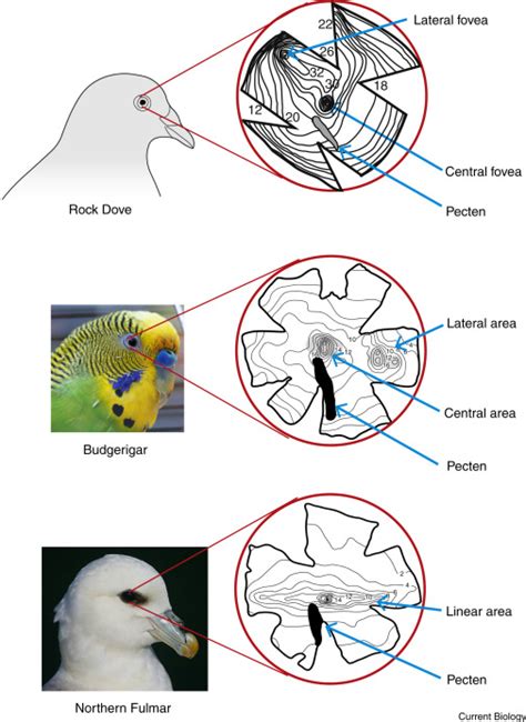 Connecting the Avian Mortality Vision to Personal Experiences