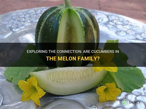 Connecting the Dots: Exploring the Connection Between Melon Seeds and Personal Relationships in Dreams