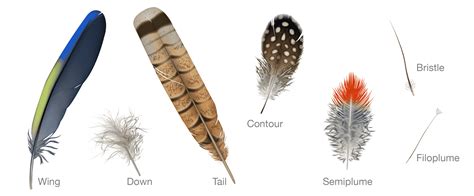 Connecting with Nature: Exploring the Link between Feathers and the Animal Kingdom