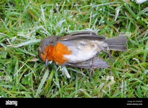 Connecting with Nature: How the Presence of a Dead Robin Can Reflect Environmental Factors