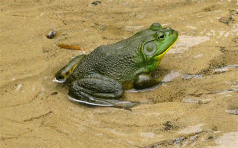 Connecting with Nature: The Significance of the Bullfrog