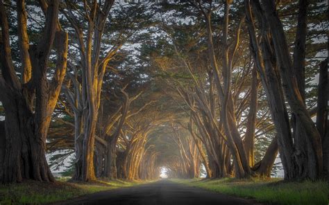 Connecting with Nature: The Tranquility and Beauty of Tree Canopies