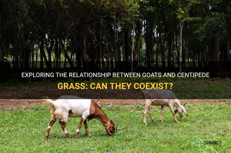 Connecting with Nature and the Self: Exploring the Relationship between Goats and Spirit Animals