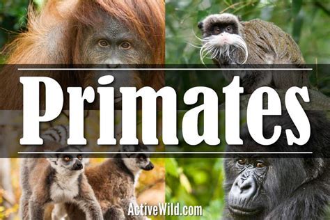 Connecting with Our Primal Nature: Exploring the Significance of an Infant Primate