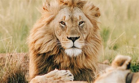 Connecting with the King of the Jungle: Understanding Lion Symbolism