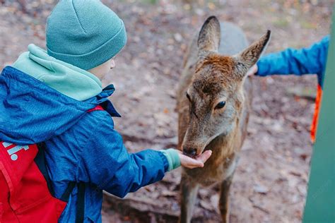 Connection between Fawns and Nature