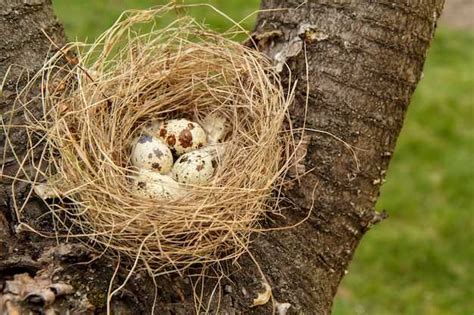 Connections and Relationships: Exploring the Symbolic Significance of Nestlings