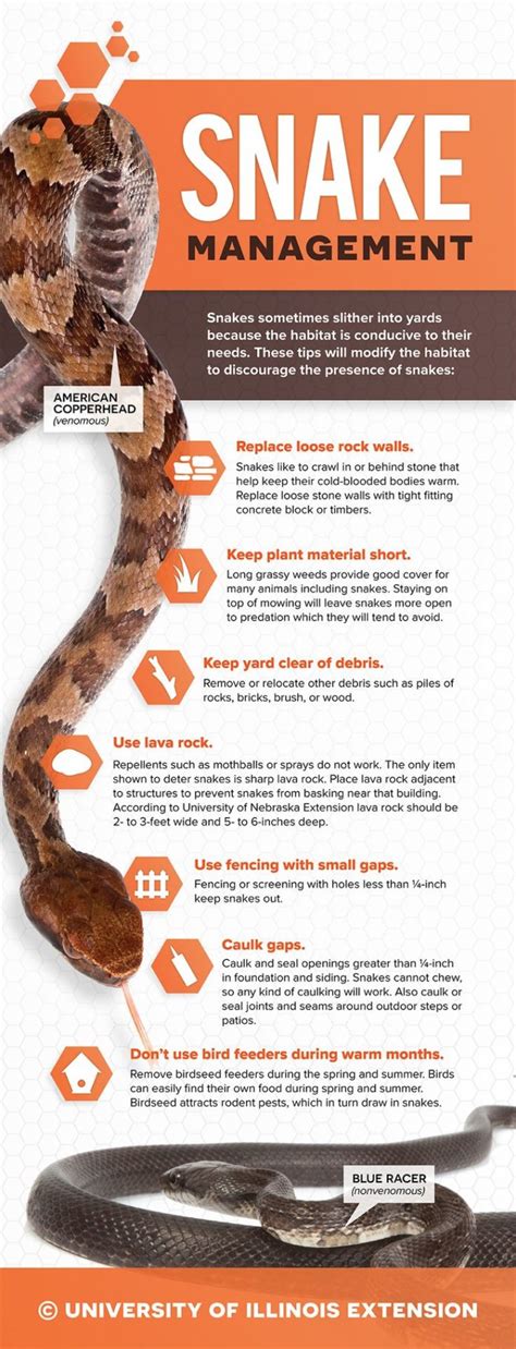 Conquering Fear: Techniques for Managing Dreams of Voracious Snakes