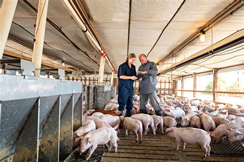 Conquering Obstacles in Managing and Maintaining Healthy Farm Animals