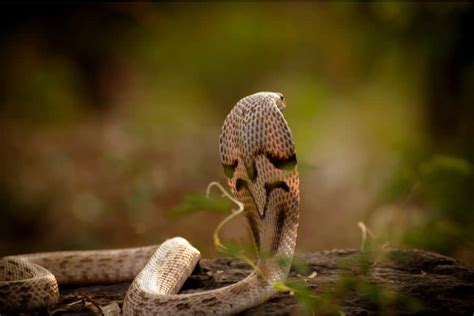 Conquering Terror: Confronting Cobras in Your Dreams