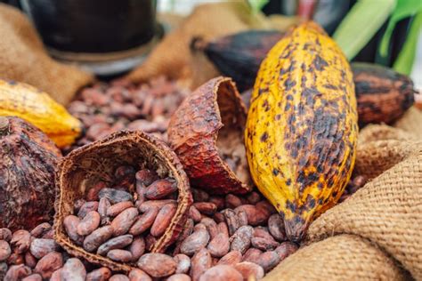 Conquering the Hurdles of Cocoa Production