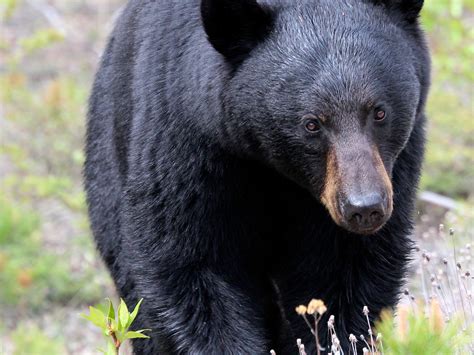 Conservation Efforts: Encouraging Mutual Existence between Humans and North American Black Bears