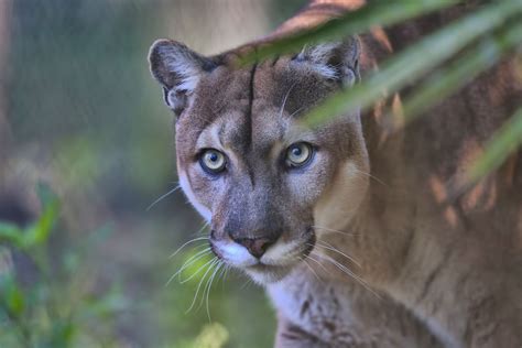 Conservation Efforts: Preserving the Panther's Majestic Legacy