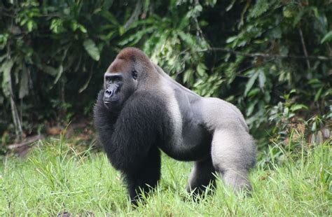 Conservation Efforts: Protecting the Future of Gorillas