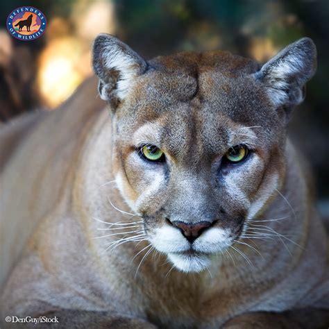 Conservation Efforts: Protecting the Habitat of the Majestic Grey Panther