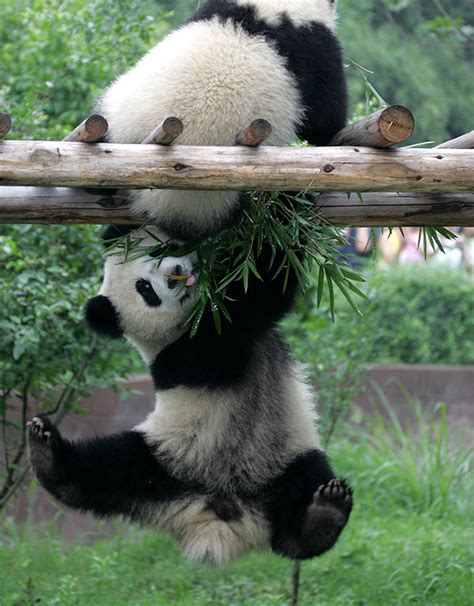 Conservation Efforts: Protecting the Panda Species