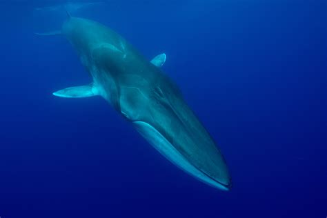 Conservation Efforts: Safeguarding Whales for Future Generations