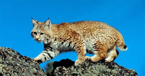 Conservation Efforts: Safeguarding the Diminishing Lynx Population