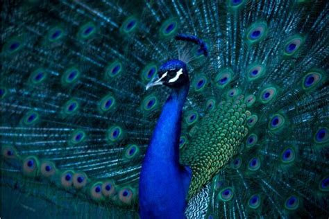 Conservation Efforts: Safeguarding the Elegance of Peacock Plumage