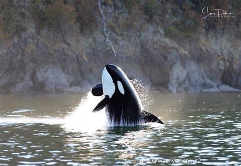 Conservation Efforts: Safeguarding the Future of Magnificent Orcas