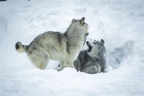 Conservation Efforts: Safeguarding the Imperiled Habitat of the Fierce Canis lupus