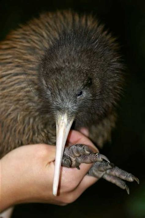 Conservation Efforts: Safeguarding the Kiwi's Existence against Extinction