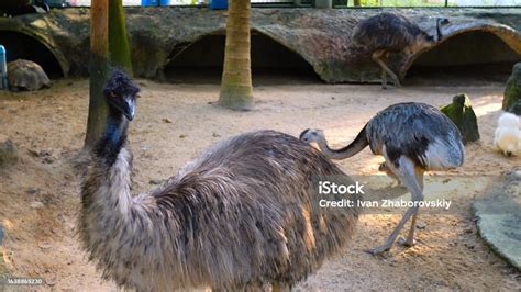 Conservation Efforts: Safeguarding the Splendor of Ivory-Colored Ostriches