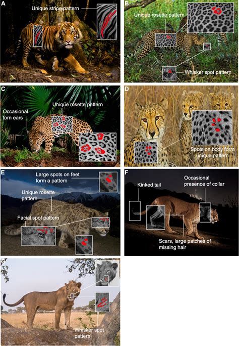 Conservation Efforts and Challenges Facing Felidae Species