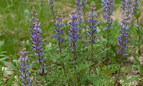 Conservation Efforts and Challenges Surrounding Canine Lupines