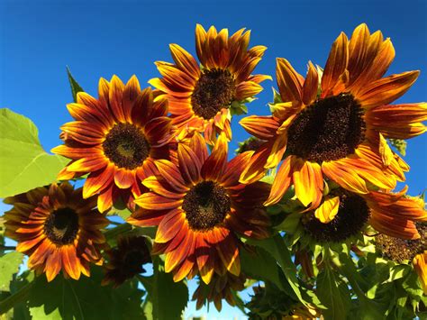 Conservation Efforts and Preservation of the Rare Sunflower Species