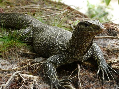 Conservation Efforts for Endangered Species of Petite Lizards