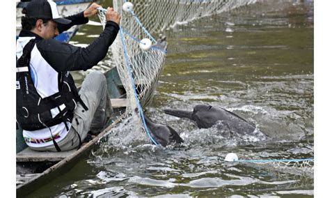 Conservation Efforts for Majestic Dolphins