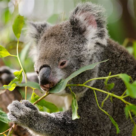 Conservation Efforts for Majestic Koalas: Safeguarding a Priceless Species