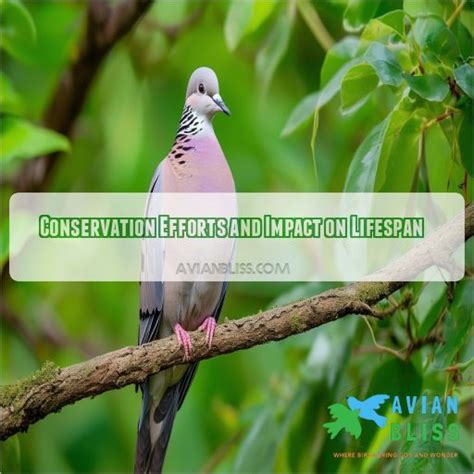 Conservation Efforts for Preserving Azure Dove Populations