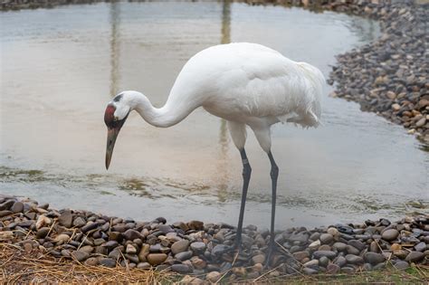 Conservation Efforts for the Enigmatic Crane Species