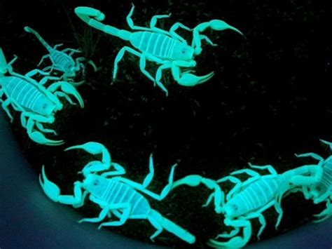 Conservation Efforts for the Enigmatic Dark Scorpion