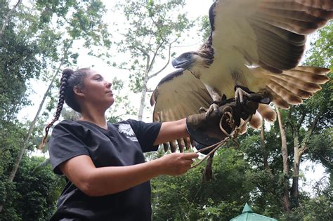 Conservation Efforts to Safeguard and Sustain Rare Avian Species