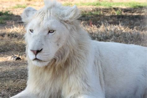 Conservation Efforts to Safeguard the Endangered White Lion Population