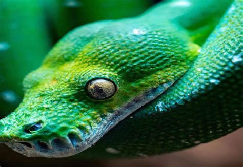 Conservation Strategies for the Enigmatic Serpent