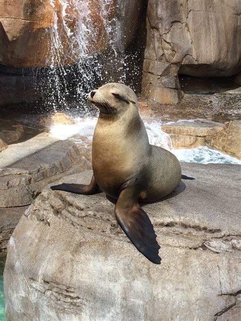 Conservation and Challenges: Ensuring the Future of the Majestic Seals