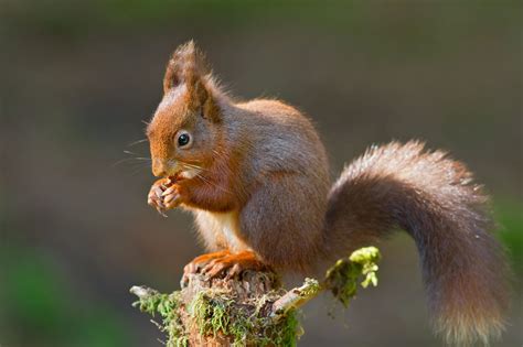 Conserving Red Squirrels: Ensuring the Prosperity of a Fascinating Species