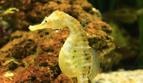 Conserving Seahorse Populations: A Call to Action