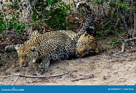 Considering Leopards as Companions: A Comprehensive Evaluation