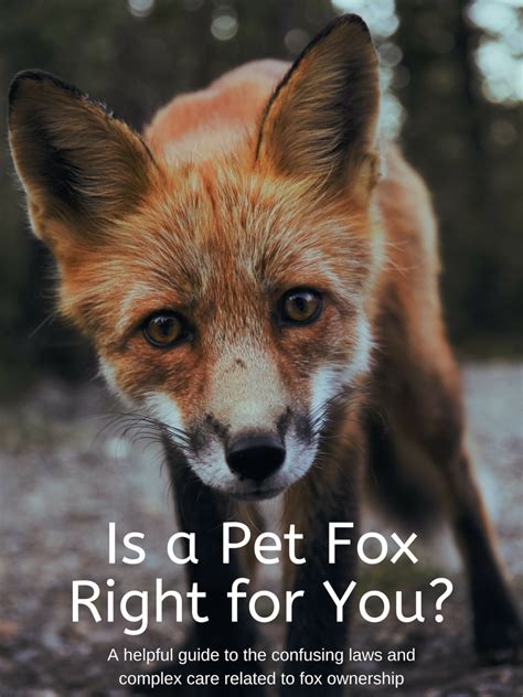 Considering Ownership of a Fox: Important Factors to Keep in Mind