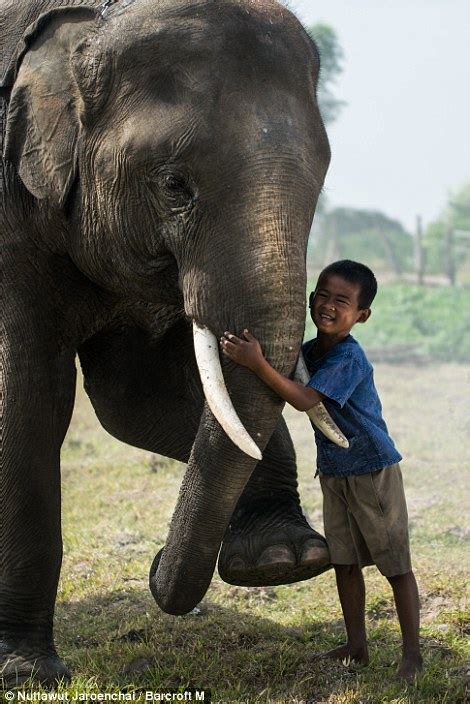 Considering a Baby Elephant as a Pet: Benefits and Challenges