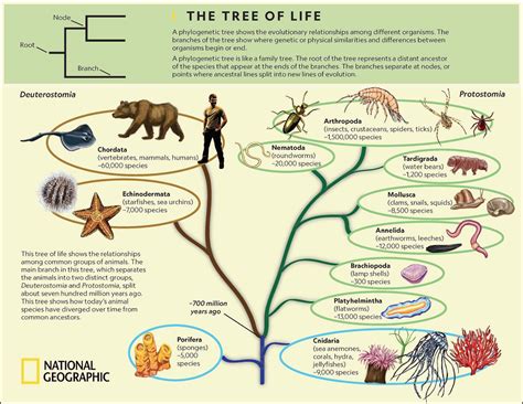 Considering the Possible Biological and Evolutionary Explanations for Dreams Involving Infants